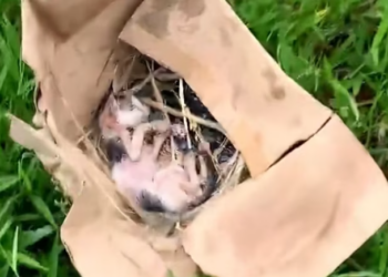 T1912007 Rescue baby cat #rescue #animalsoftiktok #rescueanimals #fyp #catsof