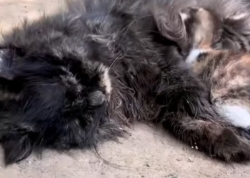 T1912008 Rescue family cat #rescue #animalsoftiktok #rescueanimals #fyp #cats