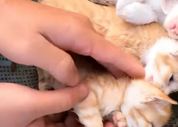 T1912009 Rescue baby cats #rescue ##animalsoftiktok #rescueanimals #fyp #catsoftiktok