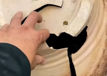 T1912010 Rescue family cat #rescue #animalsoftiktok #rescueanimals #fyp #animal