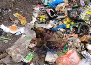 T1912011 Rescue baby dog #rescue #animals #animalsoftiktok #rescueanimals #fyp