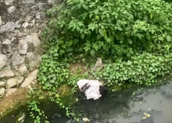 T1912012 Rescue baby dog #rescue #animals #animalsoftiktok #rescueanimals #fyp