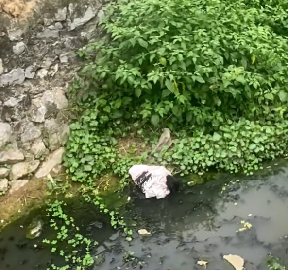 T1912012 Rescue baby dog #rescue #animals #animalsoftiktok #rescueanimals #fyp