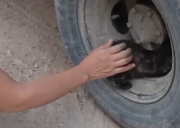 T1912013 Rescue baby cat #rescue #animals #animalsoftiktok #rescueanimals #fyp