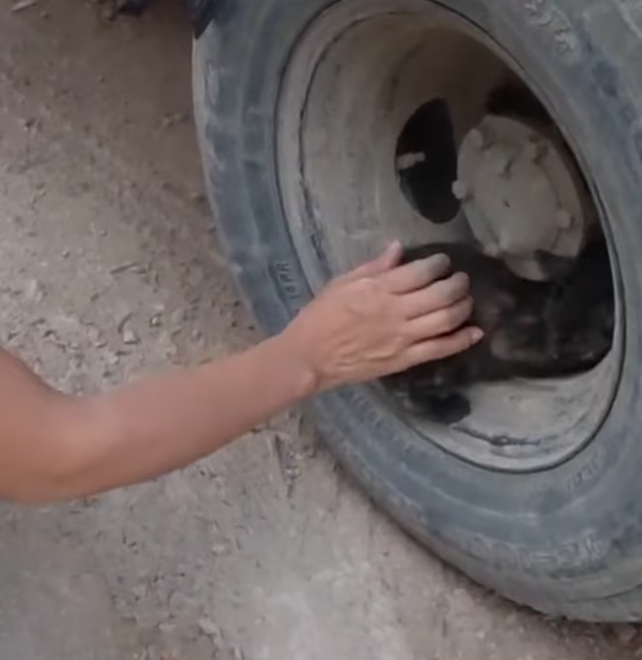 T1912013 Rescue baby cat #rescue #animals #animalsoftiktok #rescueanimals #fyp