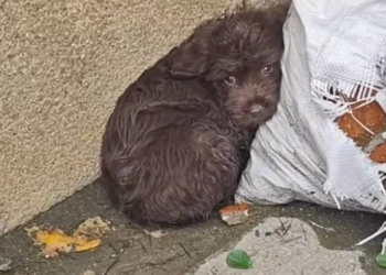 T0912011 Poor dog #dog #trending #fyp #pet