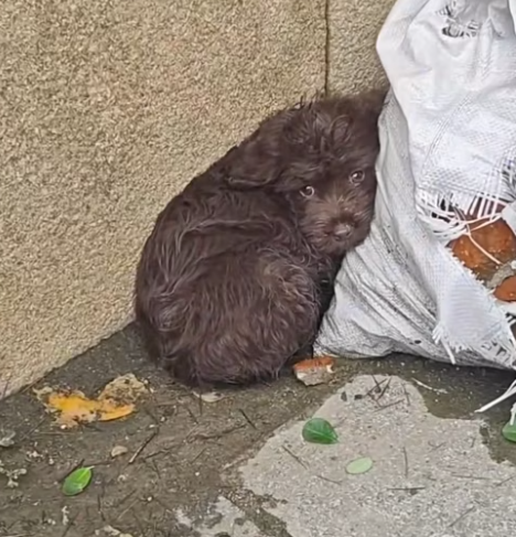 T0912011 Poor dog #dog #trending #fyp #pet