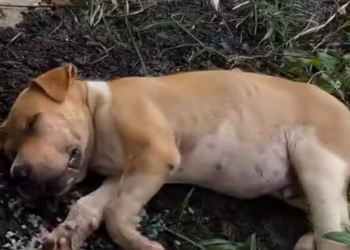 T1912021 Rescue dog on road #rescue #rescuecat #animalsoftiktok #animals