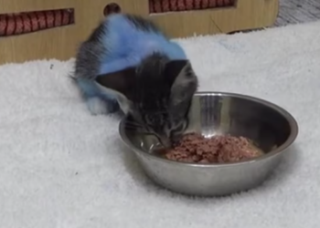 T1912024 Rescue baby cat #rescue #animals #animalsoftiktok #rescueanimals #cat