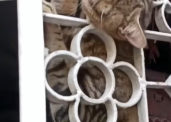 T1912025 Rescue cat #rescue #rescuecat #animalsoftiktok #animals #rescueanimal