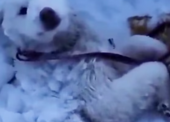 T1912026 Rescue baby dog #rescue #animals #animalsoftiktok #rescueanimals #dog