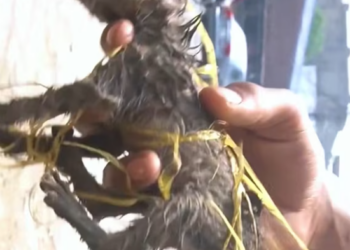 T1912027 Rescue baby cat #rescue #animals #animalsoftiktok #rescueanimals #cat