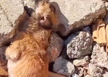 T1912029 Rescue baby dog #rescue #animals #animalsoftiktok #rescueanimals