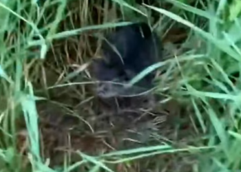 T1912030 Rescue baby cats ##rescue #animals #animalsoftiktok #rescueanimals