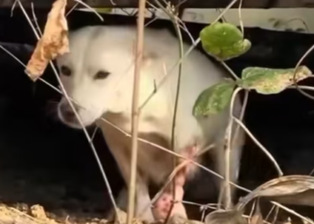 T0912002 rescued Poor puppy an injured leg #rescueanimal #animal #usa #dog