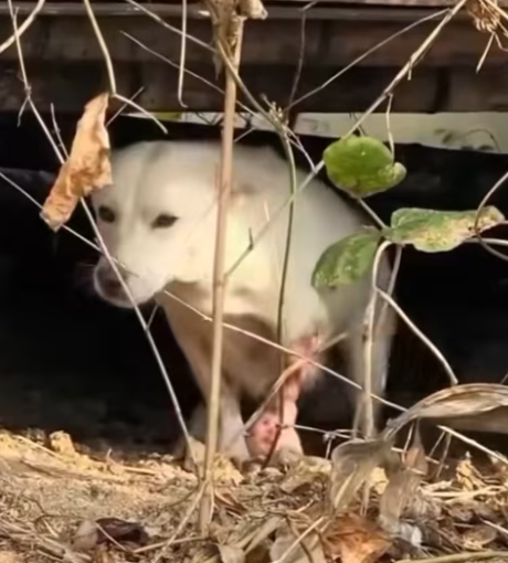 T0912002 rescued Poor puppy an injured leg #rescueanimal #animal #usa #dog