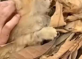 T0912012 Abandoned kitten in garbage dump is lucky to be saved #cat #rescuecat…