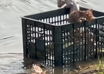 T1912031 Rescue baby cats #rescue #animals #animalsoftiktok #rescueanimals