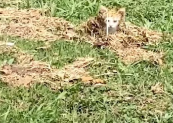 T1912033 cat rescues #rescue #animals #animalsoftiktok #rescueanimals