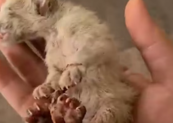 T1912034 Rescue baby cat #cat #rescue #fyp #animals #animalsoftiktok #rescue