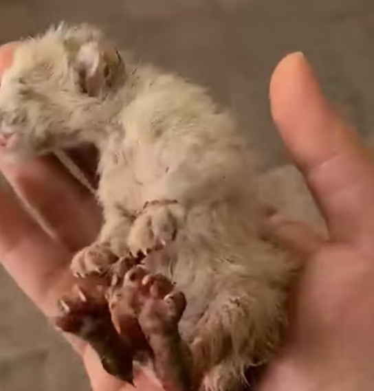 T1912034 Rescue baby cat #cat #rescue #fyp #animals #animalsoftiktok #rescue