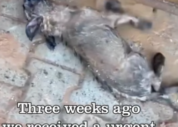 T1912035 Rescue baby dog #rescue #animals #animalsoftiktok #rescueanimals #dog