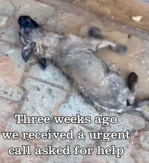 T1912035 Rescue baby dog #rescue #animals #animalsoftiktok #rescueanimals #dog