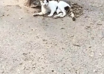 T1912037 Rescue cat on road #rescue #animals #fyp #animalsoftiktok #rescue