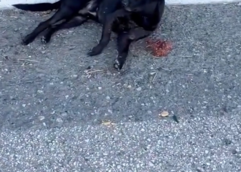 T1912038 Rescue dog on road #rescue #animals #fyp #animalsoftiktok #rescue