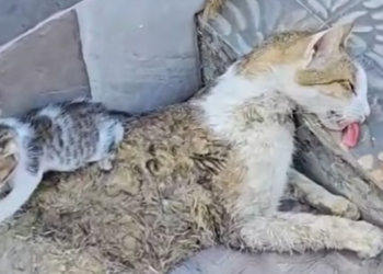 T1912039 Rescue family cat #rescue #fyp #animals #animalsoftiktok #rescueanimal