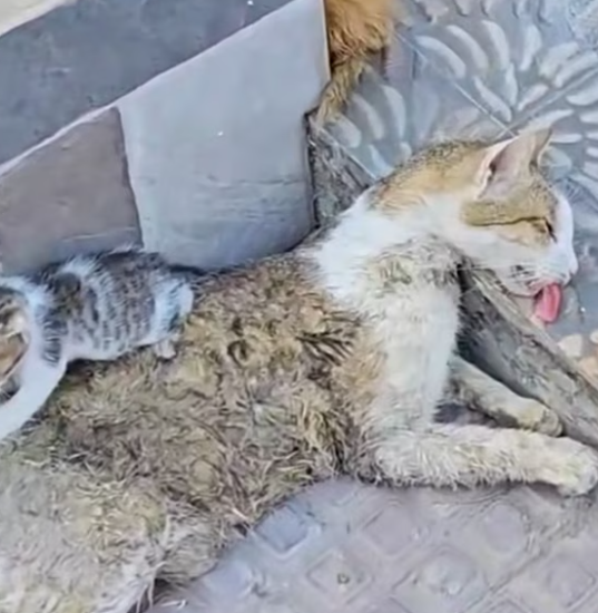 T1912039 Rescue family cat #rescue #fyp #animals #animalsoftiktok #rescueanimal