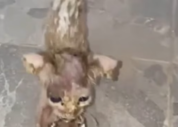 T1912040 Rescue baby cat #rescue #fyp #animals #animalsoftiktok #rescueanimals