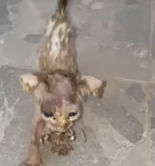 T1912040 Rescue baby cat #rescue #fyp #animals #animalsoftiktok #rescueanimals