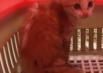 T0912013 Rescue world most ferocious abandoned kitten #rescueanimals