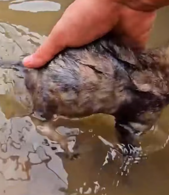 T1912016 Rescue drowning baby cat #rescue #animals #animalsoftiktok #rescue