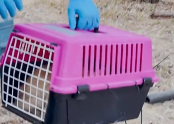 T1912017 Rescue baby cat #rescue #animals #animalsoftiktok #rescueanimals #cat