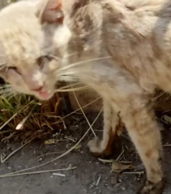 T1912018 Rescue cat on road #rescue #cat #animals #rescuecat #animalsoftik