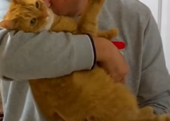 T1912019 Rescue baby cat fall into water tank #rescue #animals #animalsof