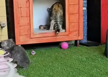 T1912020 Mother cat begged passersby to save her baby #rescue #rescuecat #animal