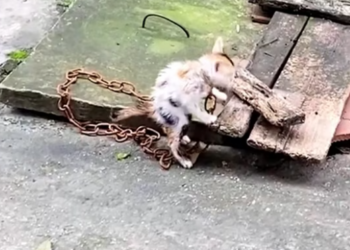 T1912014 Rescue baby cat #rescue #animals #animalsoftiktok #rescueanimals #fyp