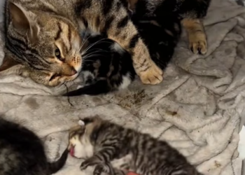 T2312001 found kitten had lost its life, abandoned by its mother.