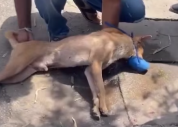 T0912001 Poor Dog Crying Lying In Roadside So Decided To Help #rescueanimal