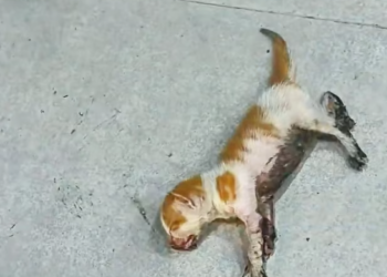 T2312002 found stray cat at auto repair shop.