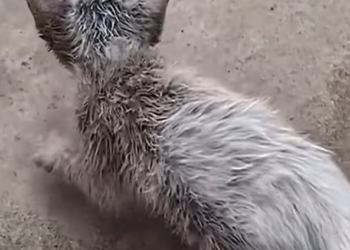 T2312003 Two cats were abandoned in box by their owner