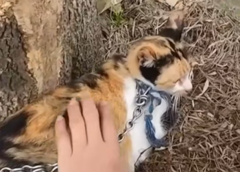T2312004 Cat living in chains scared begged help miracle happened #cat