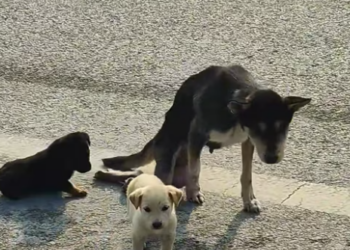 T0912014 saw an injured mother dog two puppies. It heartbreaking