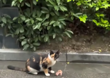 T2312005 Mother cat brings her kids to ask help is lucky to be saved