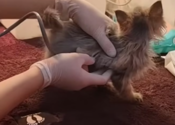 T2312006 Cat abandoned by cruel owners is lucky to be saved #cat #rescuecat