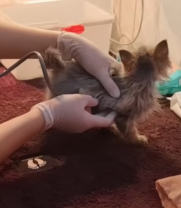 T2312006 Cat abandoned by cruel owners is lucky to be saved #cat #rescuecat