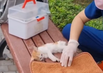 T2312007 Kitten starving in coconut tree luckily saved #cat #rescuecat #animal